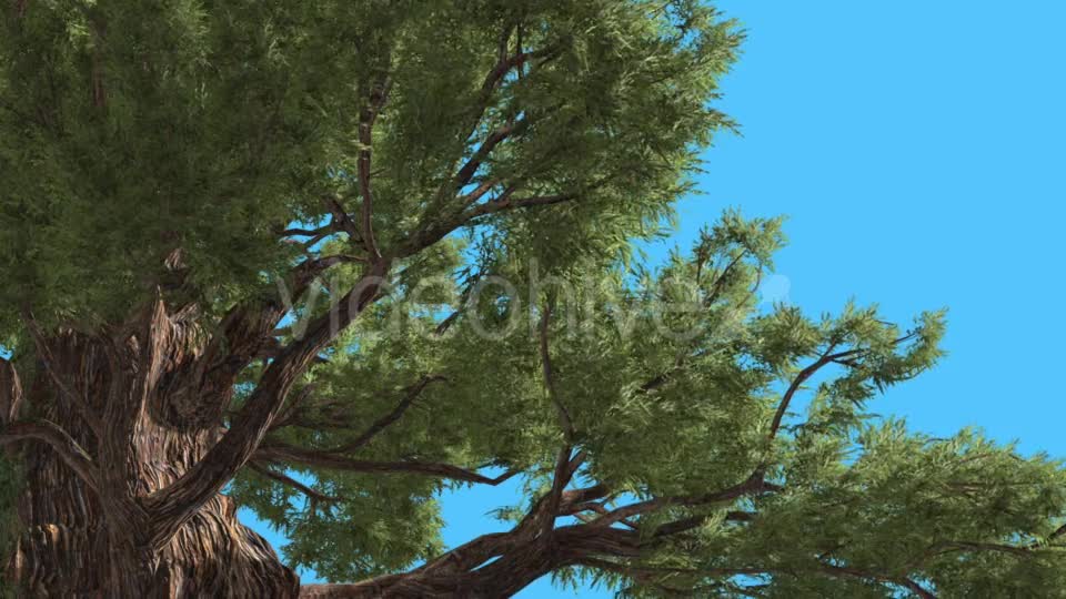 Western Juniper View Under the Branches - Download Videohive 15433848