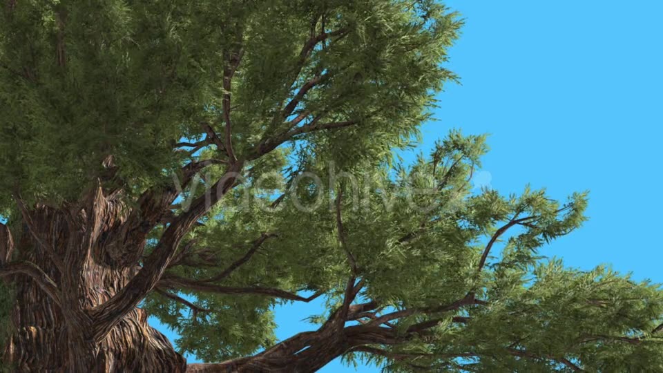 Western Juniper View Under the Branches - Download Videohive 15433848