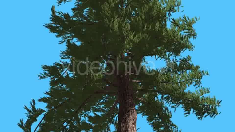 Western Red Cedar Branches Down up Fluttering - Download Videohive 15471262