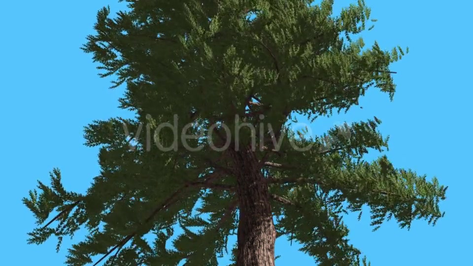Western Red Cedar Branches Down up Fluttering - Download Videohive 15471262