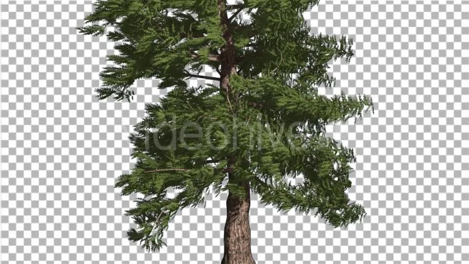 Western Red Cedar Coniferous Tree Trunk Evergreen - Download Videohive 19298640