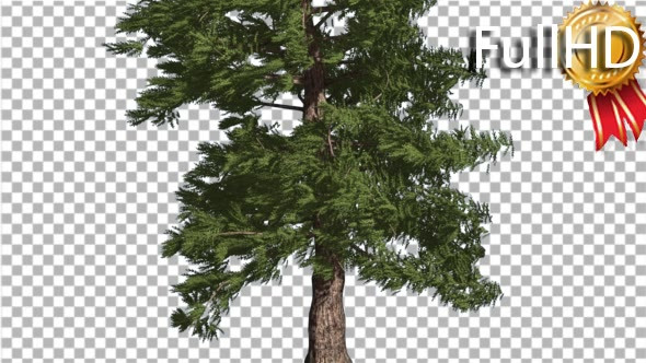 Western Red Cedar Coniferous Tree Trunk Evergreen - Download Videohive 19298640