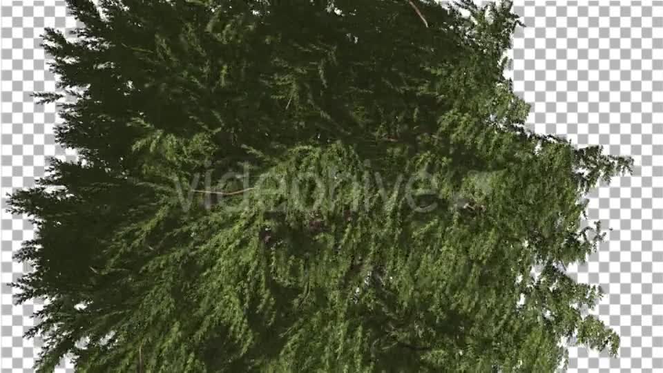 Western Red Cedar Evergreen Crown of Tree - Download Videohive 19450728