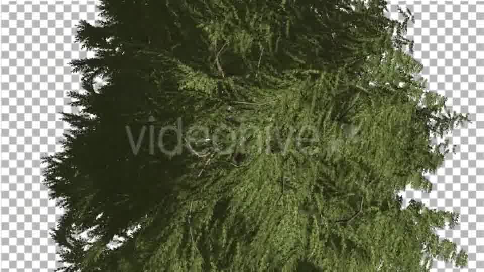 Western Red Cedar Evergreen Crown of Tree - Download Videohive 19450728