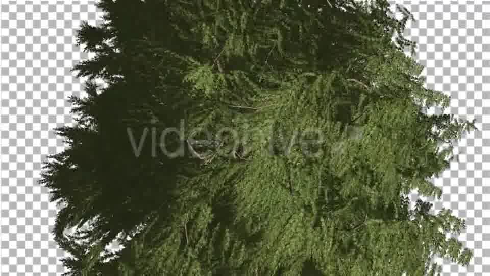 Western Red Cedar Evergreen Crown of Tree - Download Videohive 19450728