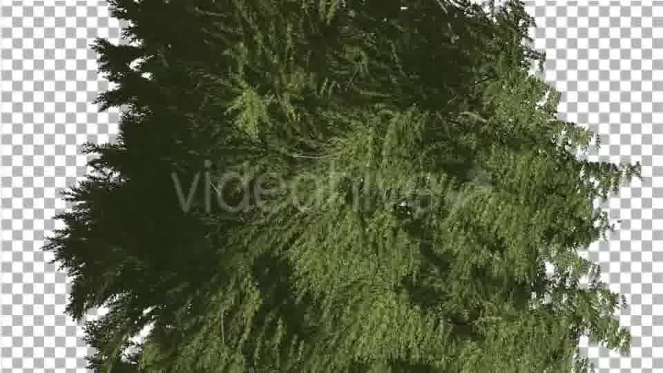 Western Red Cedar Evergreen Crown of Tree - Download Videohive 19450728