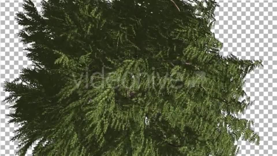 Western Red Cedar Evergreen Crown of Tree - Download Videohive 19450728