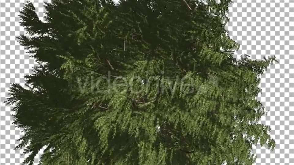 Western Red Cedar Evergreen Crown of Tree - Download Videohive 19450728