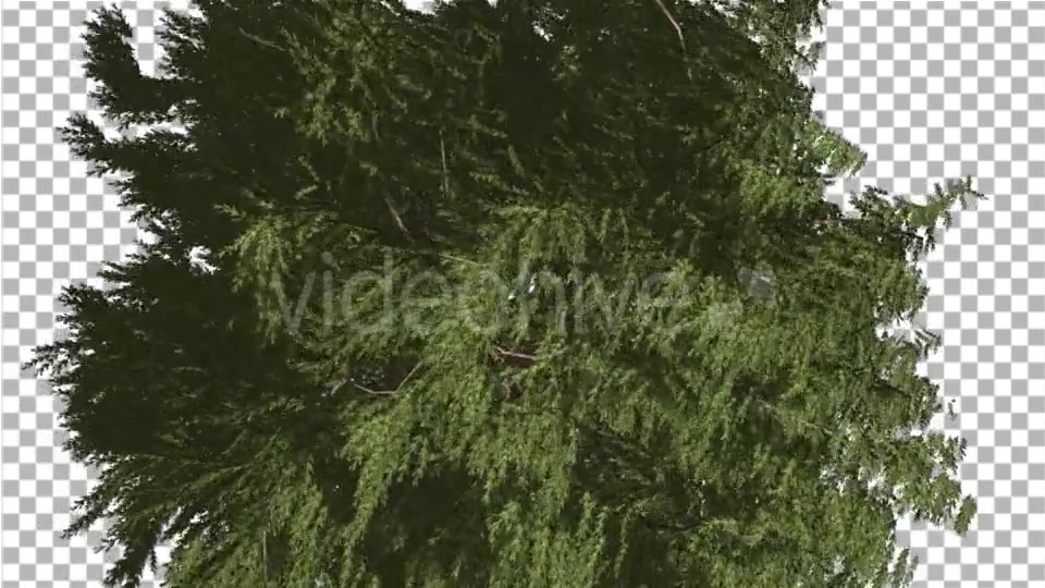 Western Red Cedar Evergreen Crown of Tree - Download Videohive 19450728