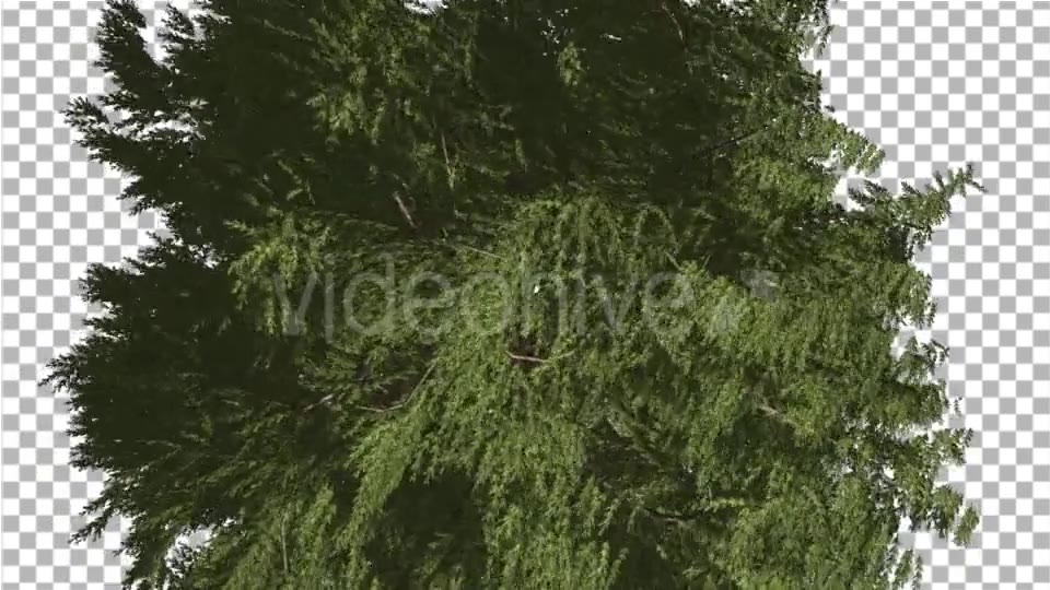 Western Red Cedar Evergreen Crown of Tree - Download Videohive 19450728