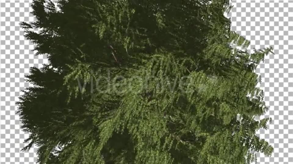 Western Red Cedar Evergreen Crown of Tree - Download Videohive 19450728