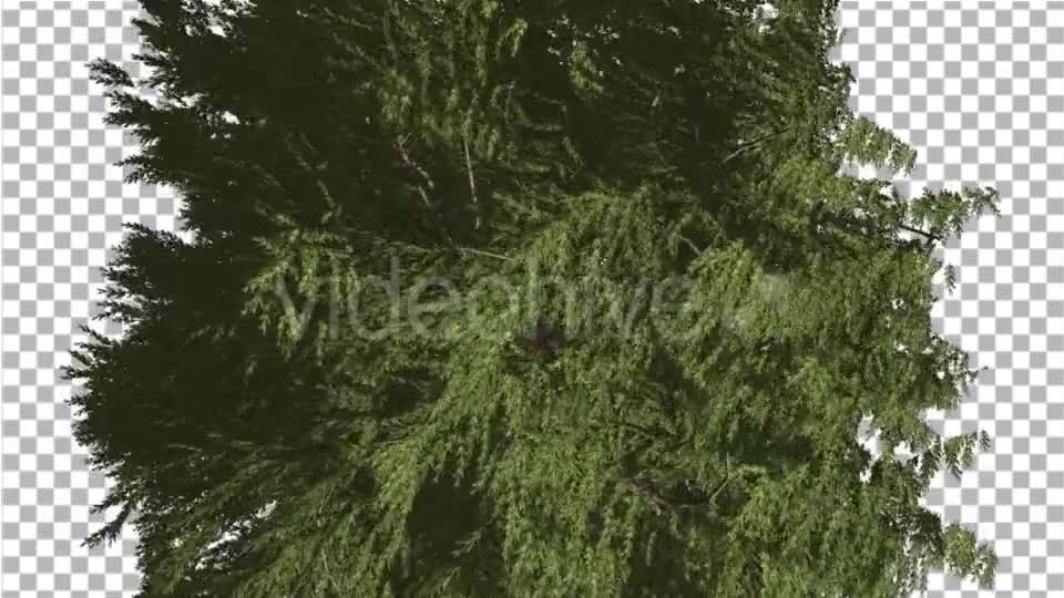 Western Red Cedar Evergreen Crown of Tree - Download Videohive 19450728