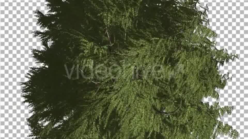 Western Red Cedar Evergreen Crown of Tree - Download Videohive 19450728