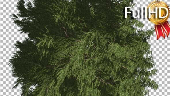 Western Red Cedar Evergreen Crown of Tree - Download Videohive 19450728