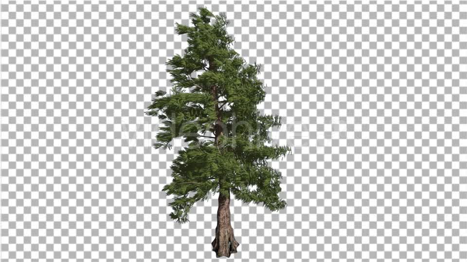 Western Red Cedar Long Lived Coniferous Evergreen - Download Videohive 19260776