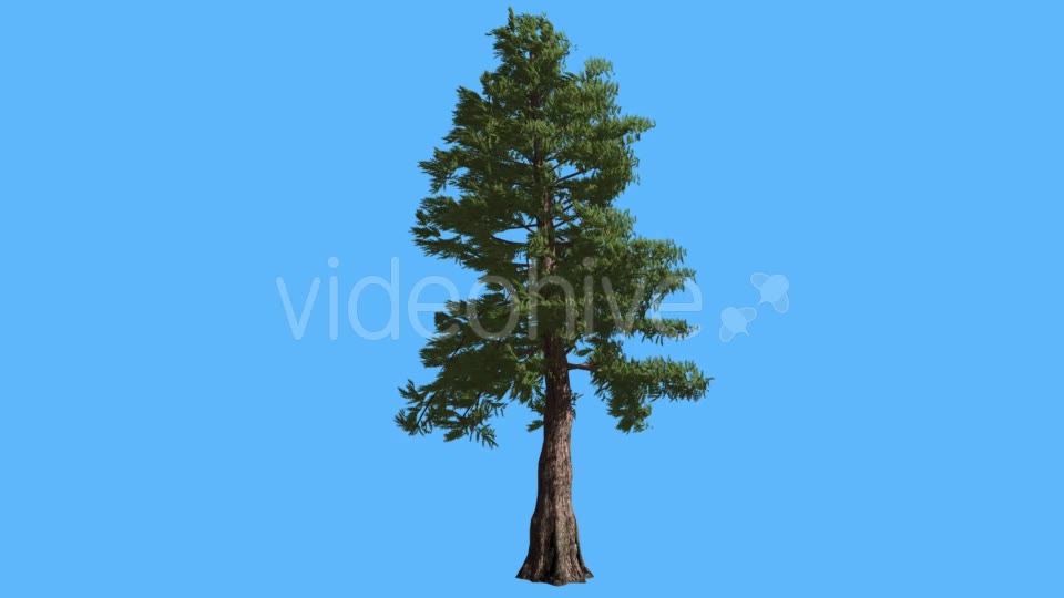 Western Red Cedar on Blue Screen Coniferous - Download Videohive 19264239