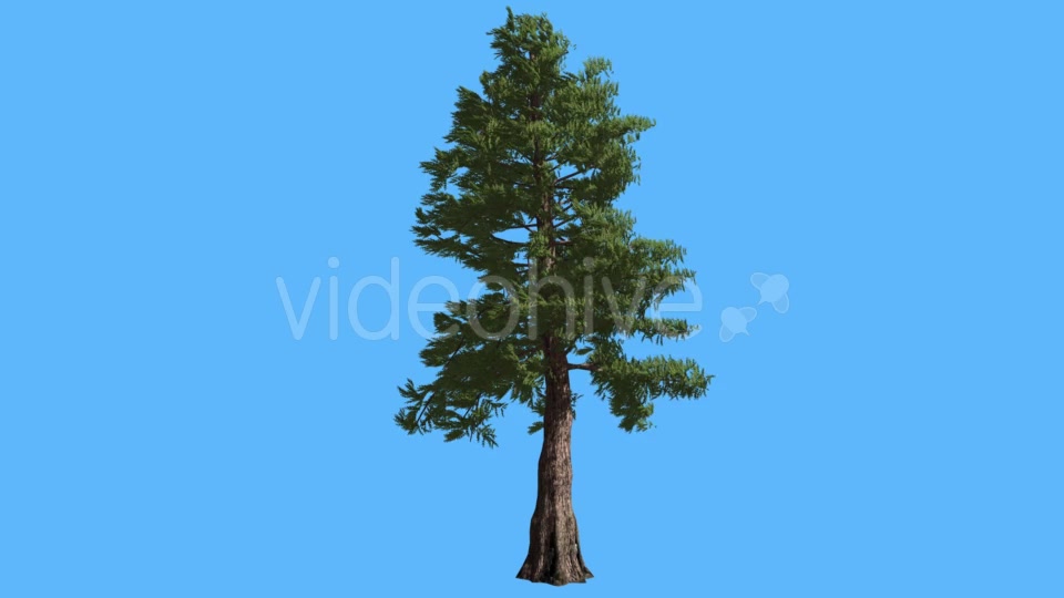 Western Red Cedar on Blue Screen Coniferous - Download Videohive 19264239