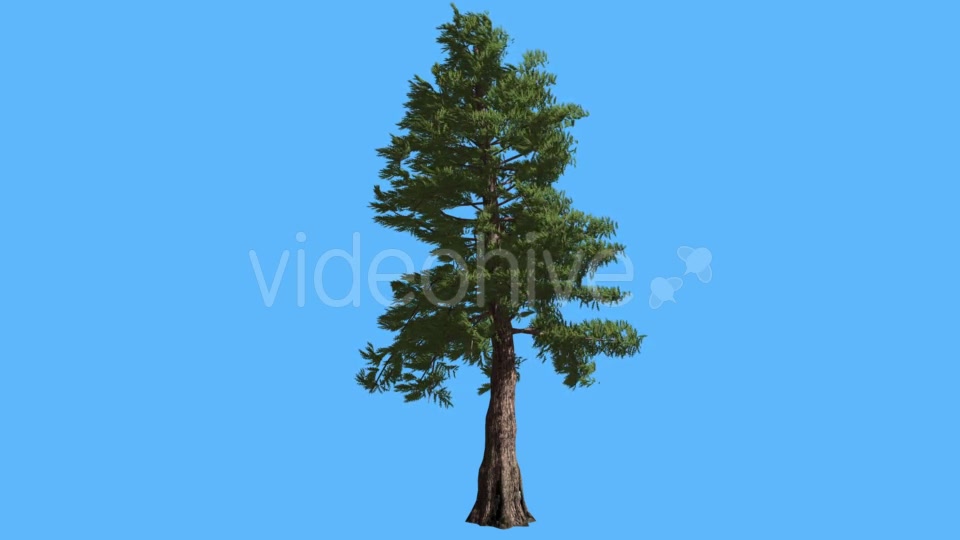 Western Red Cedar on Blue Screen Coniferous - Download Videohive 19264239