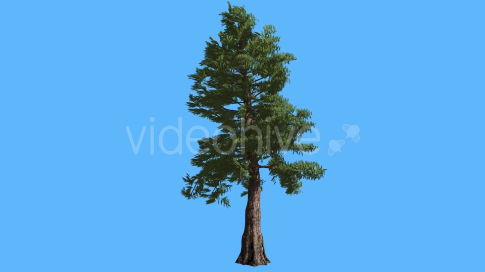 Western Red Cedar on Blue Screen Coniferous - Download Videohive 19264239