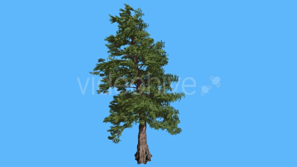 Western Red Cedar Strong Coniferous Evergreen - Download Videohive 19261012