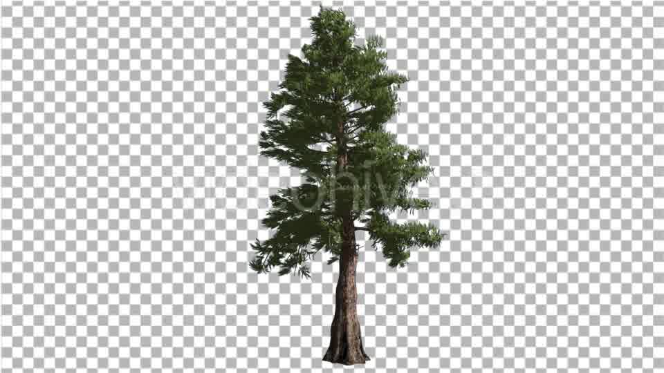 Western Red Cedar Tall Coniferous Evergreen Tree - Download Videohive 15305851