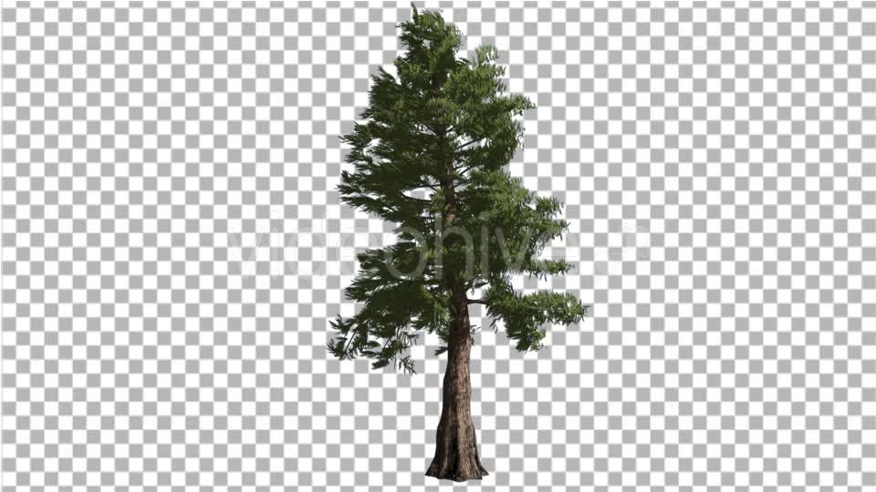 Western Red Cedar Tall Coniferous Evergreen Tree - Download Videohive 15305851