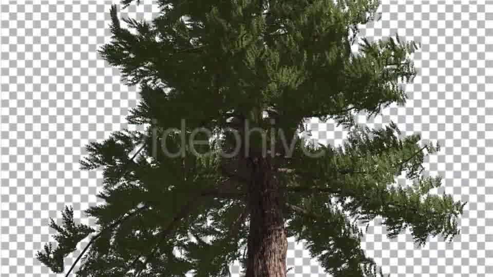 Western Red Cedar Trunk and Branches Coniferous - Download Videohive 19261272