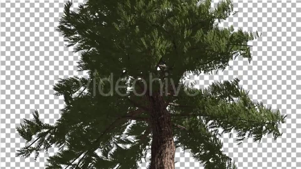 Western Red Cedar Trunk and Branches Coniferous - Download Videohive 19261272
