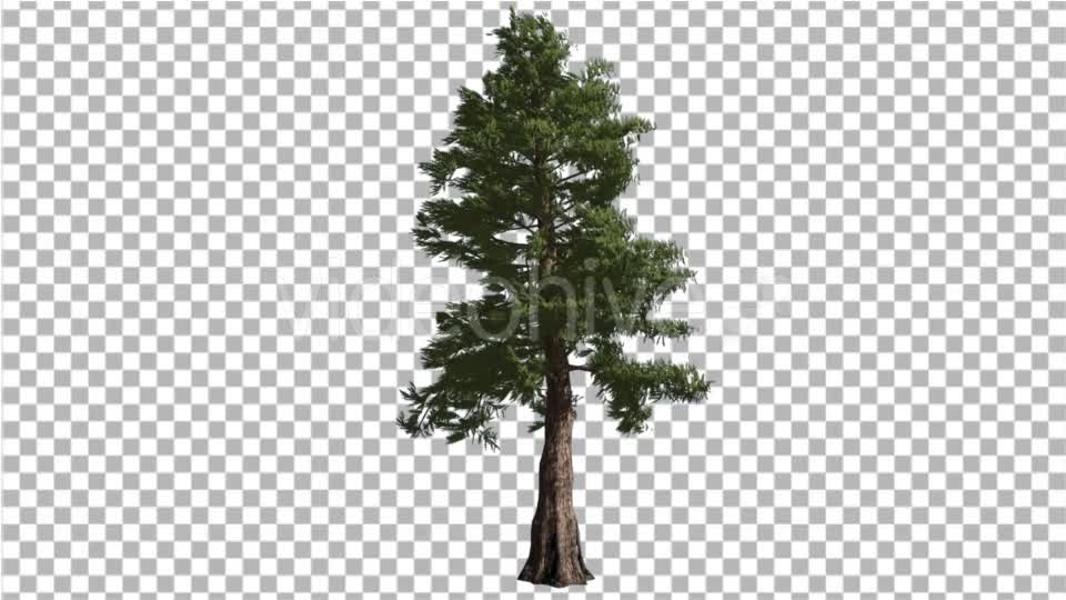 Western Red Cedar Trunk and Branches Coniferous - Download Videohive 19267636