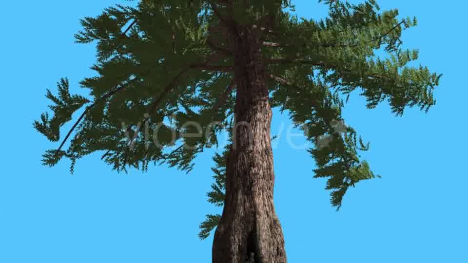 Western Red Cedar Trunk and Branches Down up - Download Videohive 15470857