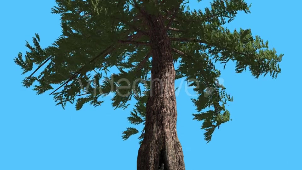 Western Red Cedar Trunk and Branches Down up - Download Videohive 15470857