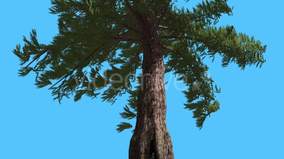 Western Red Cedar Trunk and Branches Down up - Download Videohive 15470857