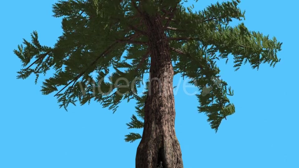 Western Red Cedar Trunk and Branches Down up - Download Videohive 15470857