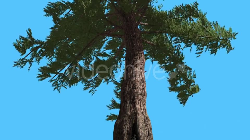 Western Red Cedar Trunk and Branches Down up - Download Videohive 15470857