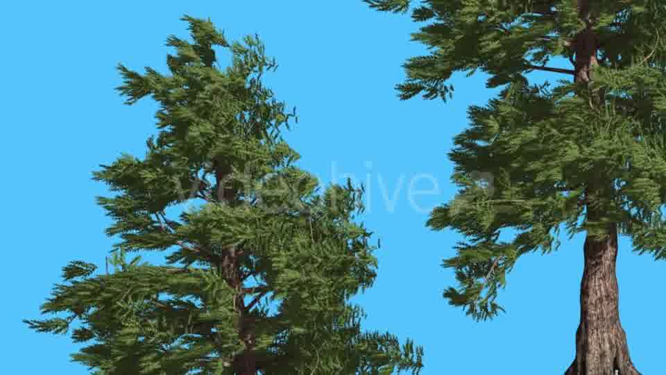 Western Red Cedar Two Trees Branches Lean Down - Download Videohive 15469663