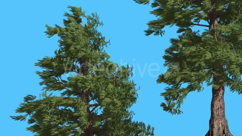 Western Red Cedar Two Trees Branches Lean Down - Download Videohive 15469663