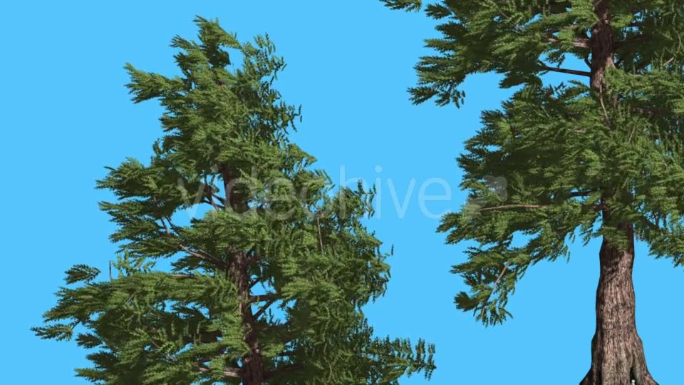 Western Red Cedar Two Trees Branches Lean Down - Download Videohive 15469663