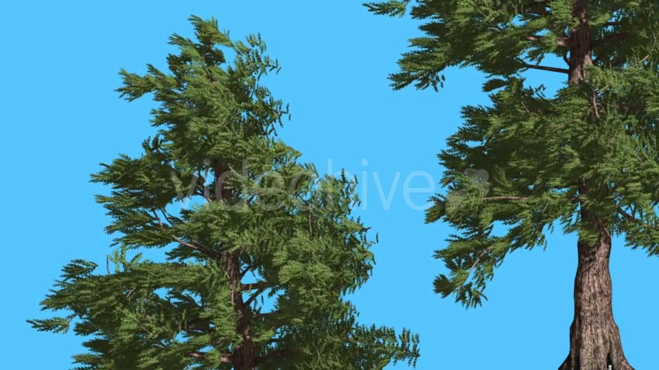 Western Red Cedar Two Trees Branches Lean Down - Download Videohive 15469663