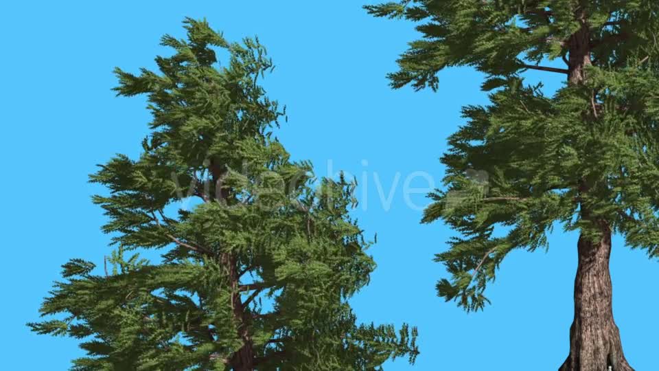 Western Red Cedar Two Trees Branches Lean Down - Download Videohive 15469663