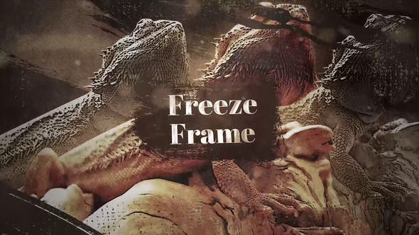 Westland Freeze Frame - 35228011 Download Videohive