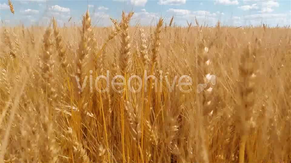 Wheat Field  Videohive 9167543 Stock Footage Image 1