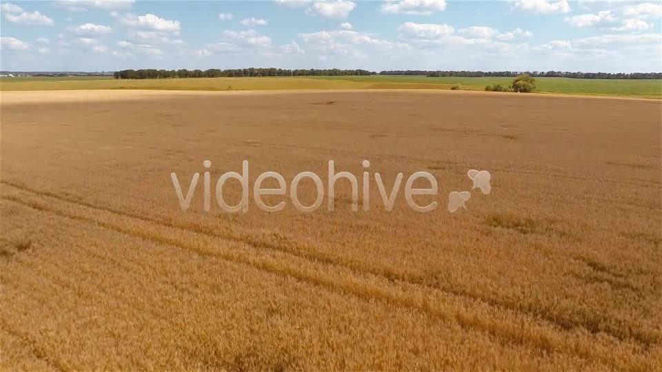 Wheat Field  Videohive 9167543 Stock Footage Image 10