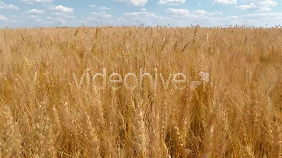 Wheat Field  Videohive 9167543 Stock Footage Image 2