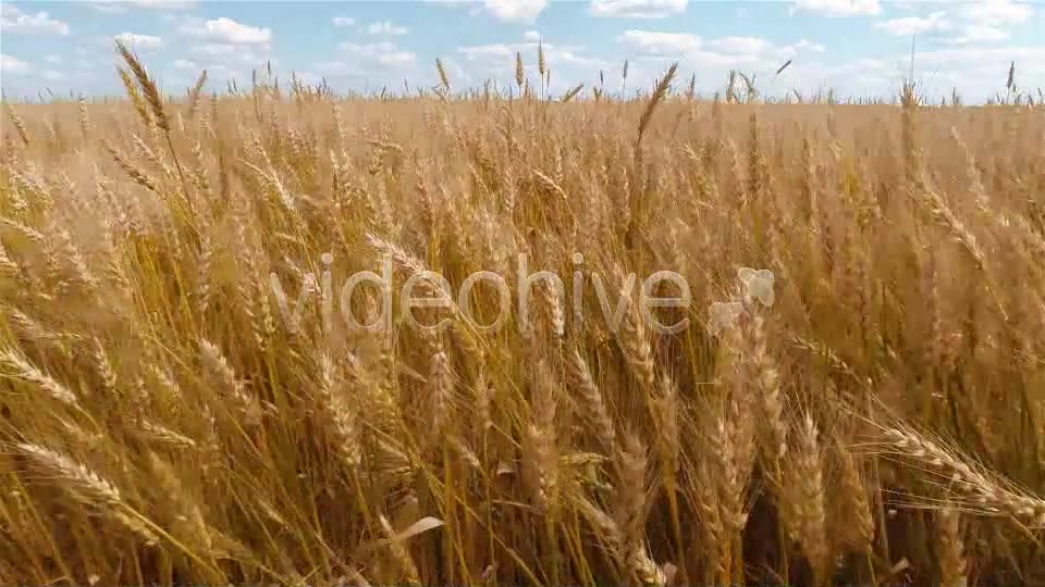 Wheat Field  Videohive 9167543 Stock Footage Image 3