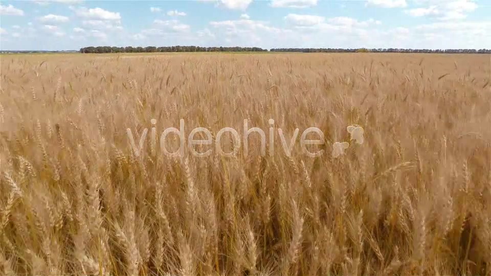 Wheat Field  Videohive 9167543 Stock Footage Image 4