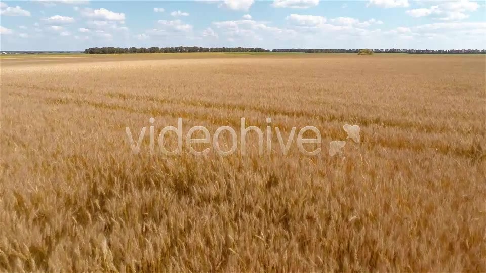 Wheat Field  Videohive 9167543 Stock Footage Image 5