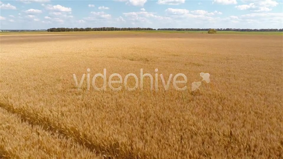 Wheat Field  Videohive 9167543 Stock Footage Image 6