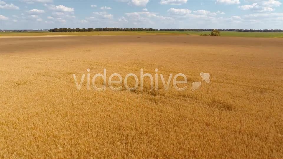 Wheat Field  Videohive 9167543 Stock Footage Image 7