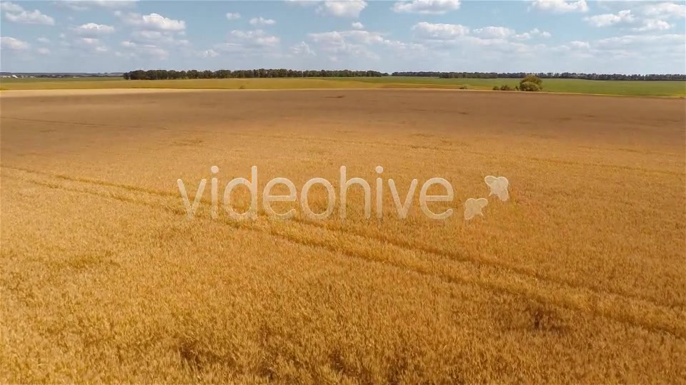Wheat Field  Videohive 9167543 Stock Footage Image 8