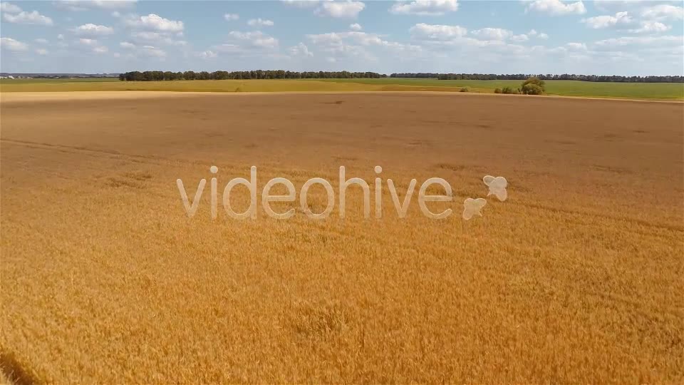 Wheat Field  Videohive 9167543 Stock Footage Image 9